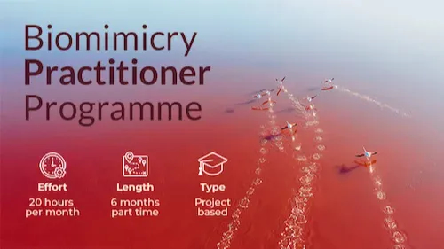 1f42e37-b4ec-3f1a-43d8-1e613d41fb8e_Biomimicry_Practitioner_Programme.jpg
